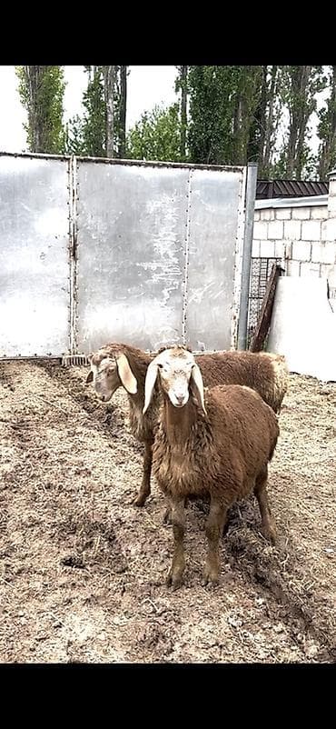 птица фабрика: Продаю | Овца (самка), Ягненок, Баран (самец) | Гиссарская, Арашан | Для разведения | Племенные, Осеменитель — 5