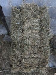 пудель сколько стоит: Продаю тюки/ сено, БЕДЕ, 1 2 3 укос (1, 2 разнотравье) качественное — 2