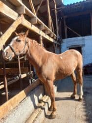 сельскохозяйственные животные продажа: Продаю | Конь (самец) | Дончак | Рабочий — 5