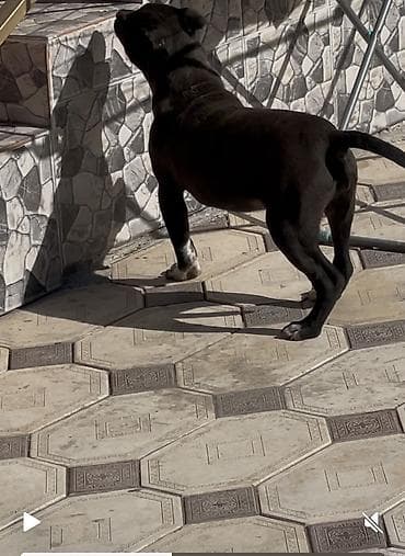 Иттер: Бойцовский родуха всё есть Щенок сучка средних размеров с короткой — 2