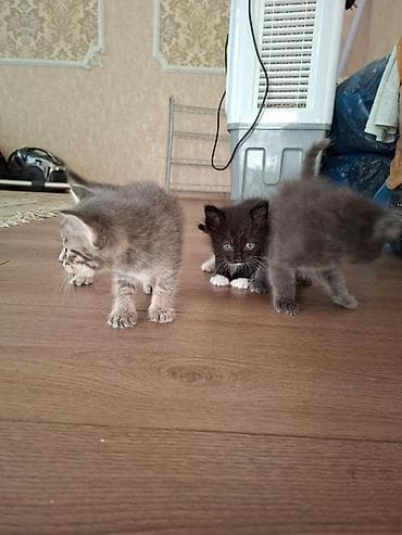 Мышыктар: Отдаем котят в добрые руки малышам 1 месяц — 6