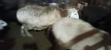 продам голубей: Продаю | Овца (самка) | Для разведения | Матка — 4