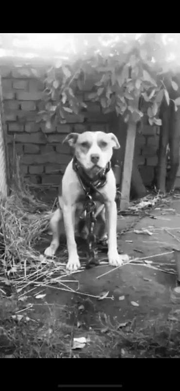 алабай девочка: Питбуль, 2 года, Самка — 1