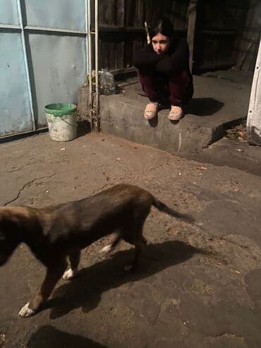 продам собаку: Овчарка, 2 месяца, Самка — 2