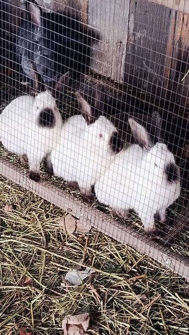 хорек купить бишкек: На продаже КРОЛИКИ всех пород и возрастом розница и оптом по самым — 5