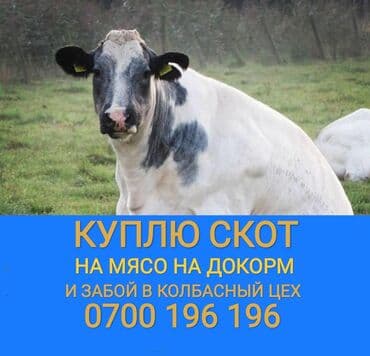 корова дойный: Куплю | Коровы, быки, Лошади, кони, Другие с/х животные | Круглосуточно, Любое состояние, Забитый — 1