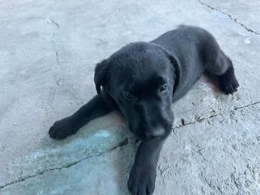 водолаз собака: Лабрадор/ретривер кабель почти 3 месяца. Привит проглистован — 2