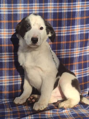 продажа собак бишкек: Ищем дом щенкам. Дважды привиты,имеют ветеринарные паспорта. Есть — 8