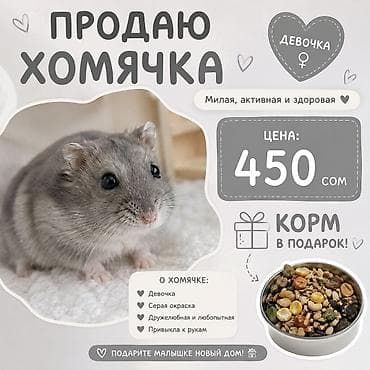 аламан: Хомячок девочка, серая окраска. Милая, активная и здоровая — 1