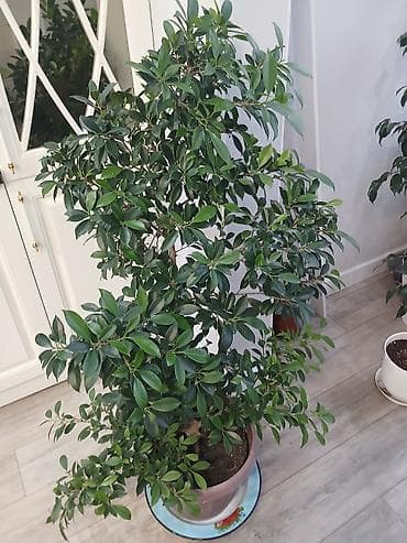 Комнатные растения — фикусы в декоративных кашпо - Вид: Ficus