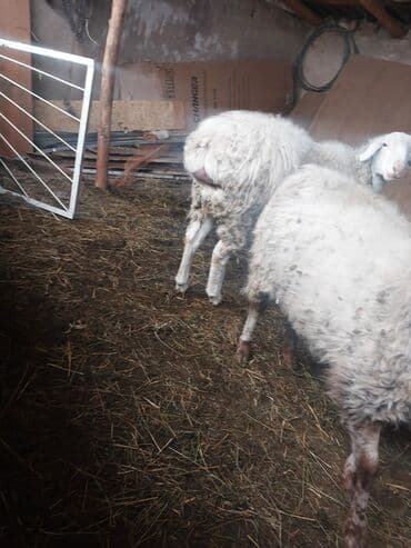 купить корову с фермы: Продаю | Овца (самка) | Полукровка | Для разведения | Матка — 3