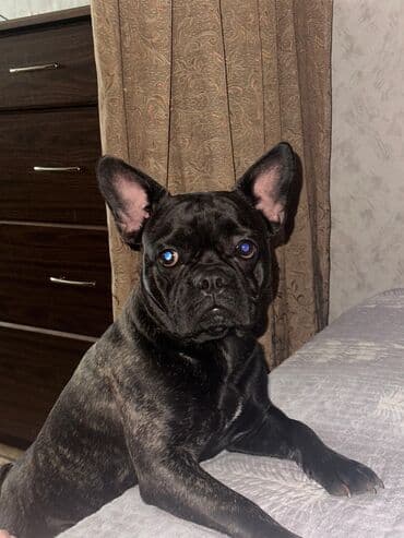 франсуский бульдог: Ит кууту: Бульдог, Эркек, 1 жаш, Эмделген — 2