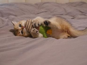 scottish fold: Скотиш Страйт (Шотландская прямоухая), 3 месяца, Девочка, Золотая шиншилла — 2