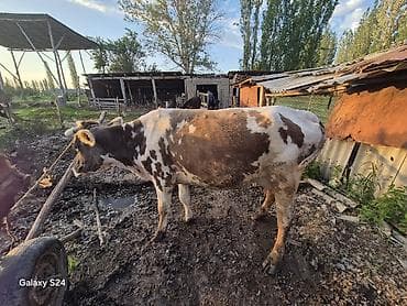 Үй жаныбарлары: Сатам | Уй (ургаачы) | Айршир | Сүт алуу үчүн — 5