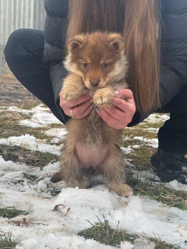 купить собаку бишкек: Щенки Волкособы (помесь лайки и Волкособа-ши волк с хаски — 5