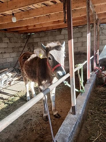 меренос козу: Продаю | Тёлка | Швицкая | Для молока | Привязанные — 7