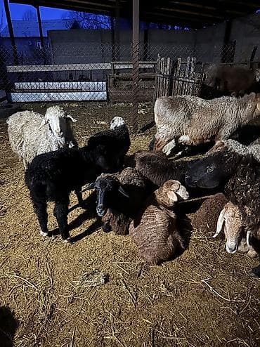 Аквариумы: Продаю | Овца (самка) | Для разведения | Матка — 3