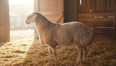 карова дойных: Сатам | Кочкор (эркек) | Арашан | Көбөйтүү үчүн | Асыл тукумдуу — 3