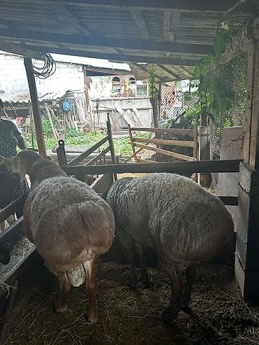 амур рыба: Продаю | Баран (самец) | Для разведения — 7