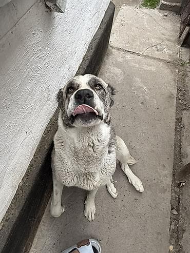 собаки алабаи: Крупная собака с мощным телосложением и выразительной маской на морде — 3