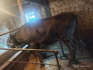 коровы карабалта: Продаю | Корова (самка) | Для молока — 3