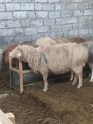 я ищу баран: Продаю | Овца (самка) | Для разведения | Матка — 2