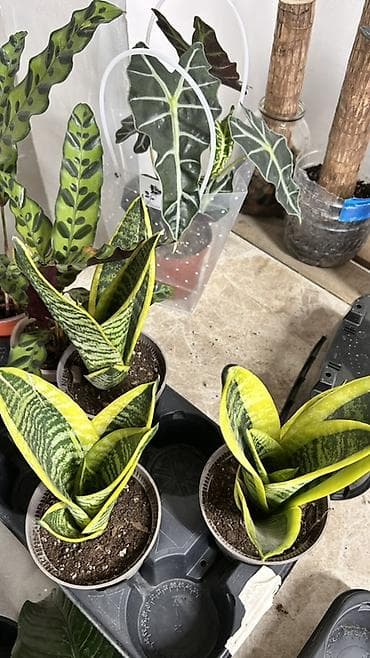 Сансевиерия лауренти (Sansevieria Trifasciata ‘Laurentii’) —