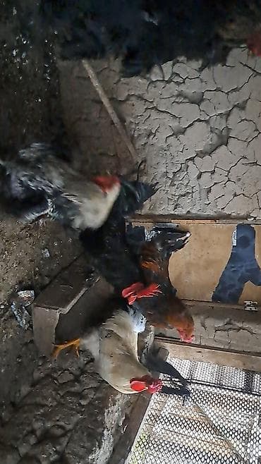 цыплята бролера: Продаю | Петух | Брама, Домашняя | Для разведения — 3