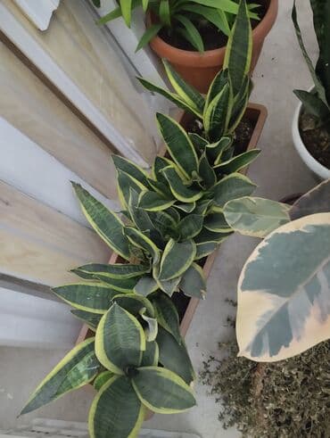 детскую кровать 7 в 1: Рассада деревьев: Самовывоз — 1