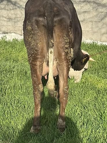 высокодойные коровы: Продаю | Корова (самка) | Голштин | Для молока | Привязанные — 5