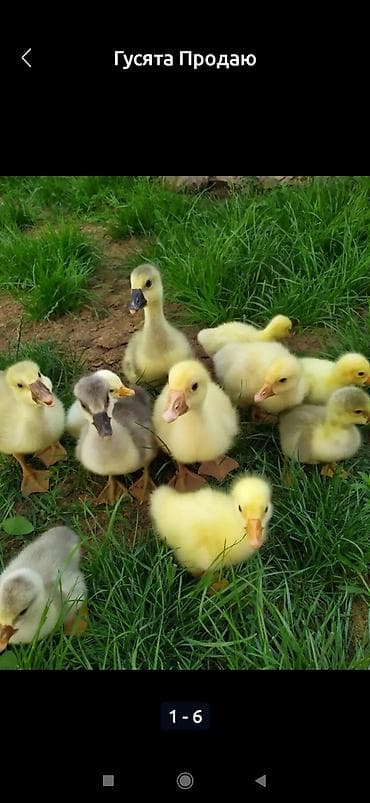 индюшата бишкек: Молодые гусята для разведения или содержания в домашнем хозяйстве — 1