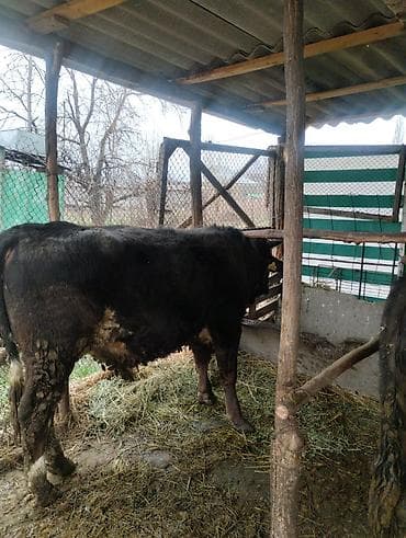 собака питбуль: Другие животные — 2