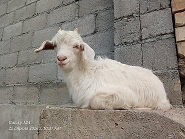 живые дрожи: Продаю | Коза (самка) | Для разведения | Котные — 6