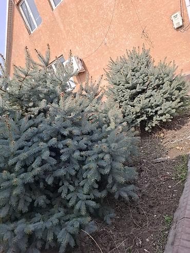 цветок молочай: Ель голубая (Picea pungens ‘Glauca’), крупномерные кустовидные — 1