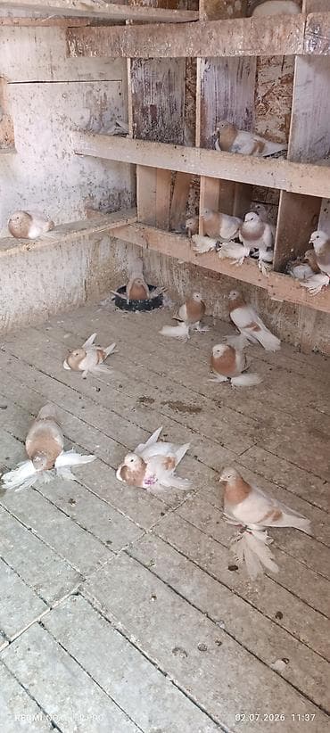 живой баран: Все с игрой, лет, гребля — 3