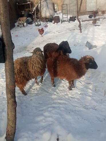 продаю породистых коров: Продаю | Овца (самка) | Полукровка | Для разведения — 4