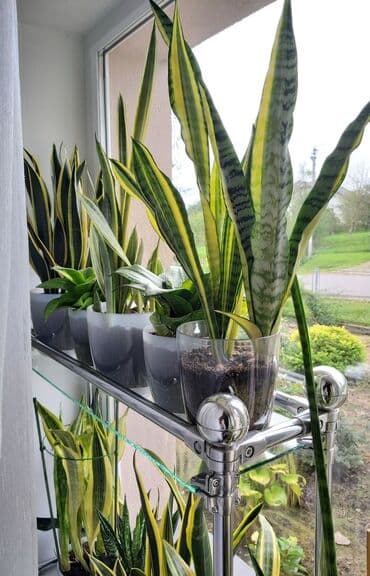 где можно купить саженцы яблони в бишкеке: Продам стильную сансивьерию — идеальное растение для тех, кто хочет — 2