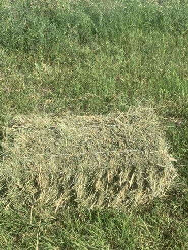 наполнитель для животных: Чөп сатылат (аралаш чөп)! 📍 Милянфан айылы 💰 Баасы: 250 сом бир түйүнү — 2