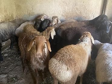 Животные: Продаю | Овца (самка), Ягненок, Баран (самец) | Гиссарская, Полукровка, Эдильбаевская | На забой, Для разведения | Племенные, Кастрированные, Осеменитель — 4
