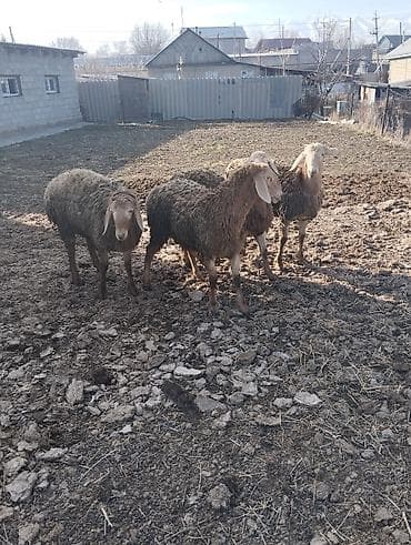 мясо для собак: Продаю | Овца (самка) | Эдильбаевская | На забой | Матка — 1
