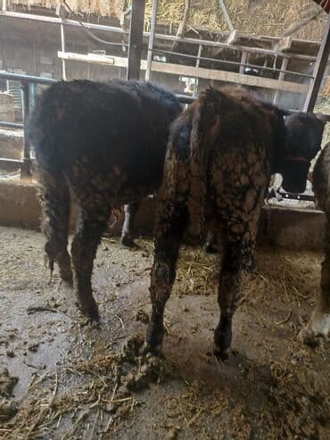 Продаю | Бык (самец) | На откорм | Привязанные