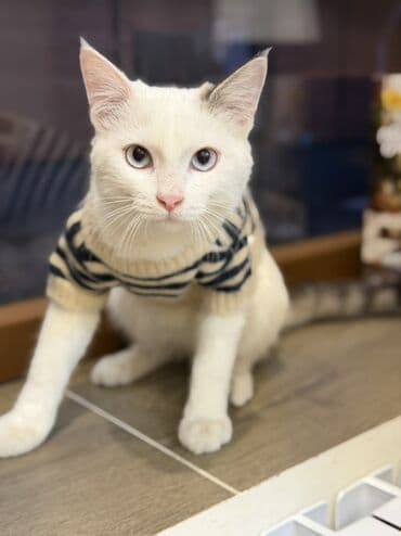 морковь на корм: В добрые руки котенок, мальчикмесяца 4 на вид, ласковый, приучен к — 2