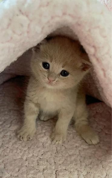 котята шотландцы купить: Плюшевый котёнок кремового окраса Котёнок ещё совсем крошечный и пока — 2