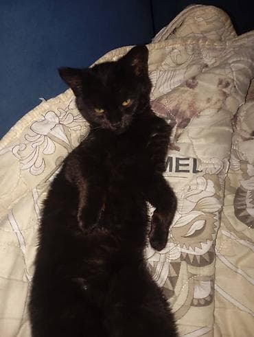 Вязка кошек: Кошка даром: Беспородная, 3 месяца, Девочка, Приучена к лотку — 2