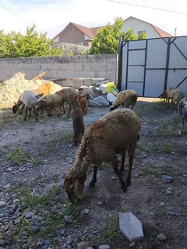 куплю ягнята: Овцы и ягнята для разведения/мясного направления. - Поголовье — 4