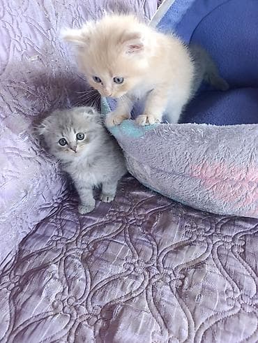кот ориентал: Шотландские котята, вислоухие (Scottish Fold) - Окрас: серебристый — 3