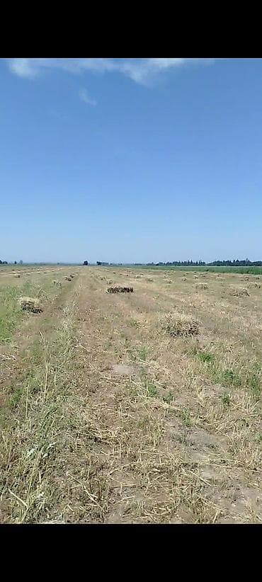 бамбуковые мыши: Тук сатылат с поля 150 — 1