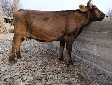 Собаки: Продаю | Корова (самка) | Швицкая | Для молока | Стельные — 3