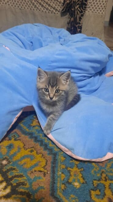 новорожденные котята: Котята домашние, пушистые, разного окраса. - Окрас: бело-кремовый — 2