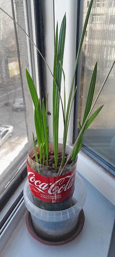 ростки пальмы: Саженцы финиковой пальмы (Phoenix dactylifera) из косточек - Домашние — 1